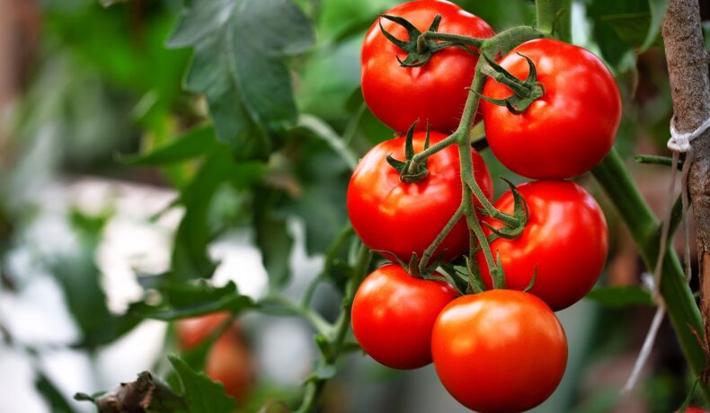 Roșii pe plantă, în grădină. „Super roșia” care produce mai multă vitamină D a fost modificată genetic