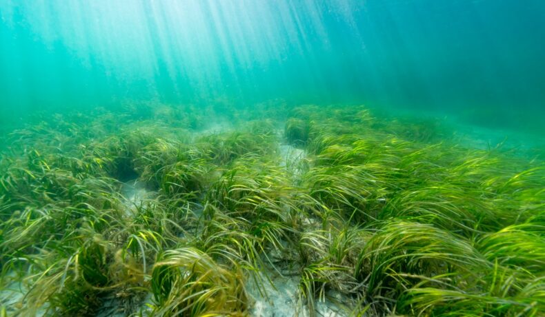 Iarbă de mare, similară cu cea mai mare plantă de pe Pământ, în apă