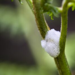 „Spuma” care apare uneori pe plante, de culoare albă, produsă de insecte broasca-săritoare, pe fundal verde